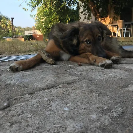 Couette-café A Loghja Di Cavallo Morto