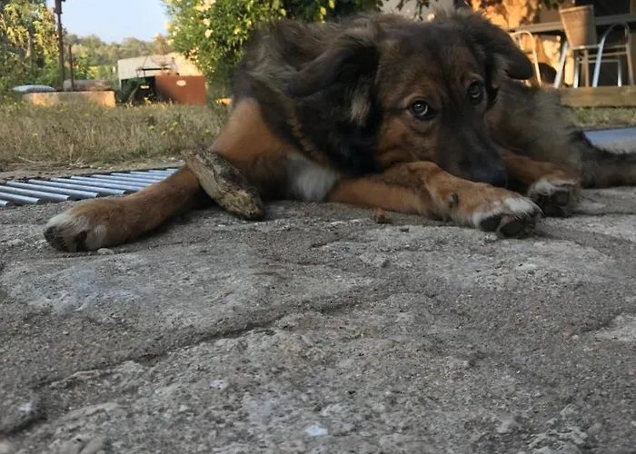 Bed & Breakfast A Loghja Di Cavallo Morto