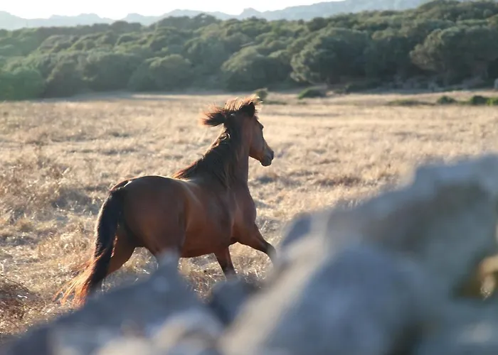 Bed & Breakfast A Loghja Di Cavallo Morto